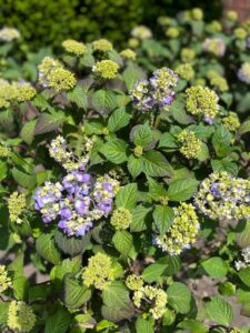 residential landscaping